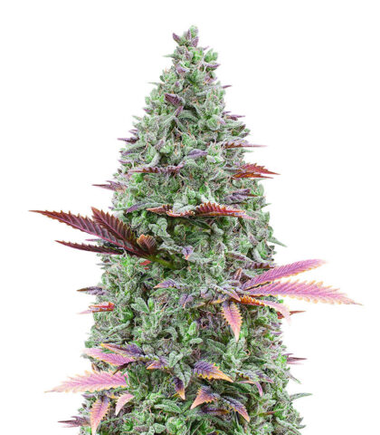 Gorilla Glue #4 (56 seeds)
