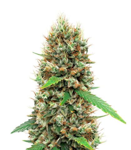 White Widow (56 Seeds)